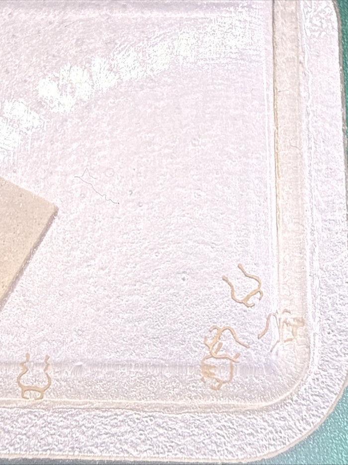 Genuine Rolex cal 1600 Part 1874 Swiss Made OEM Watch part Vintage